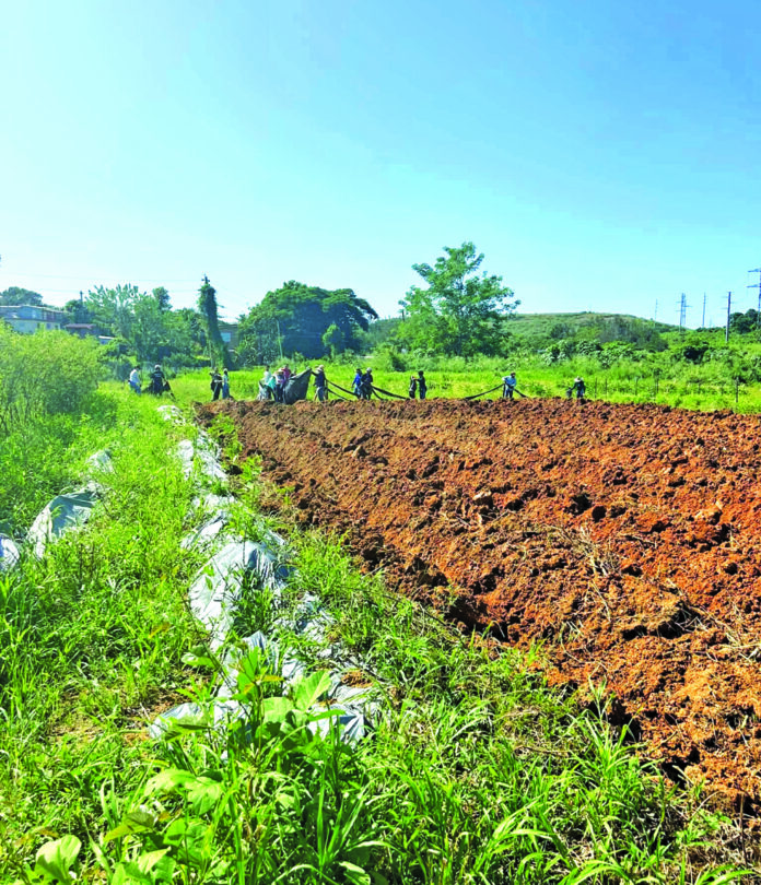 Evento de brigada agrícola de Ricura Caribeña.
