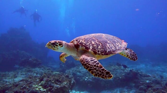hawksbill-turtle-facts-and-pictures