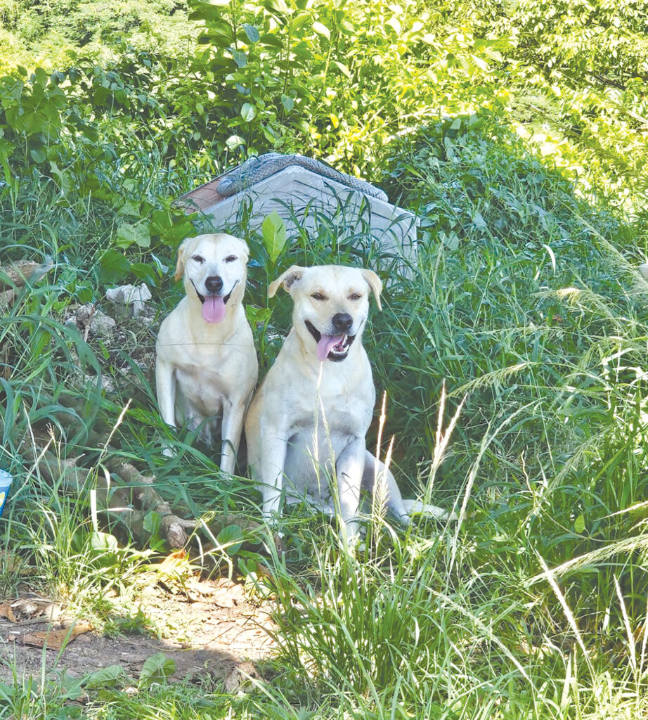 Aseguran que son muchos los perros y gatos realengos