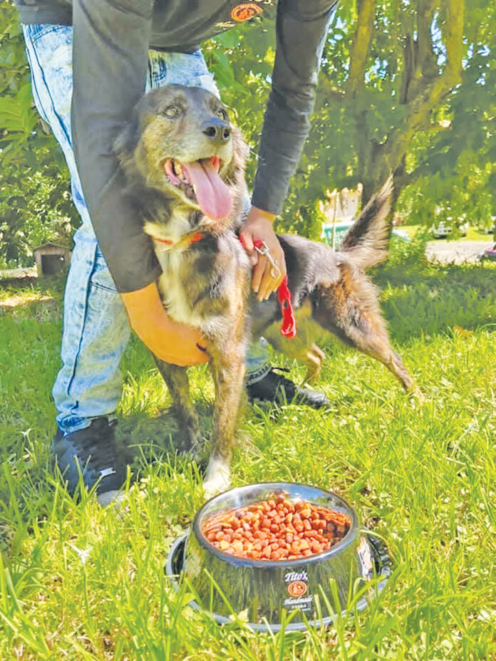 Deben relocalizar 19 perros.