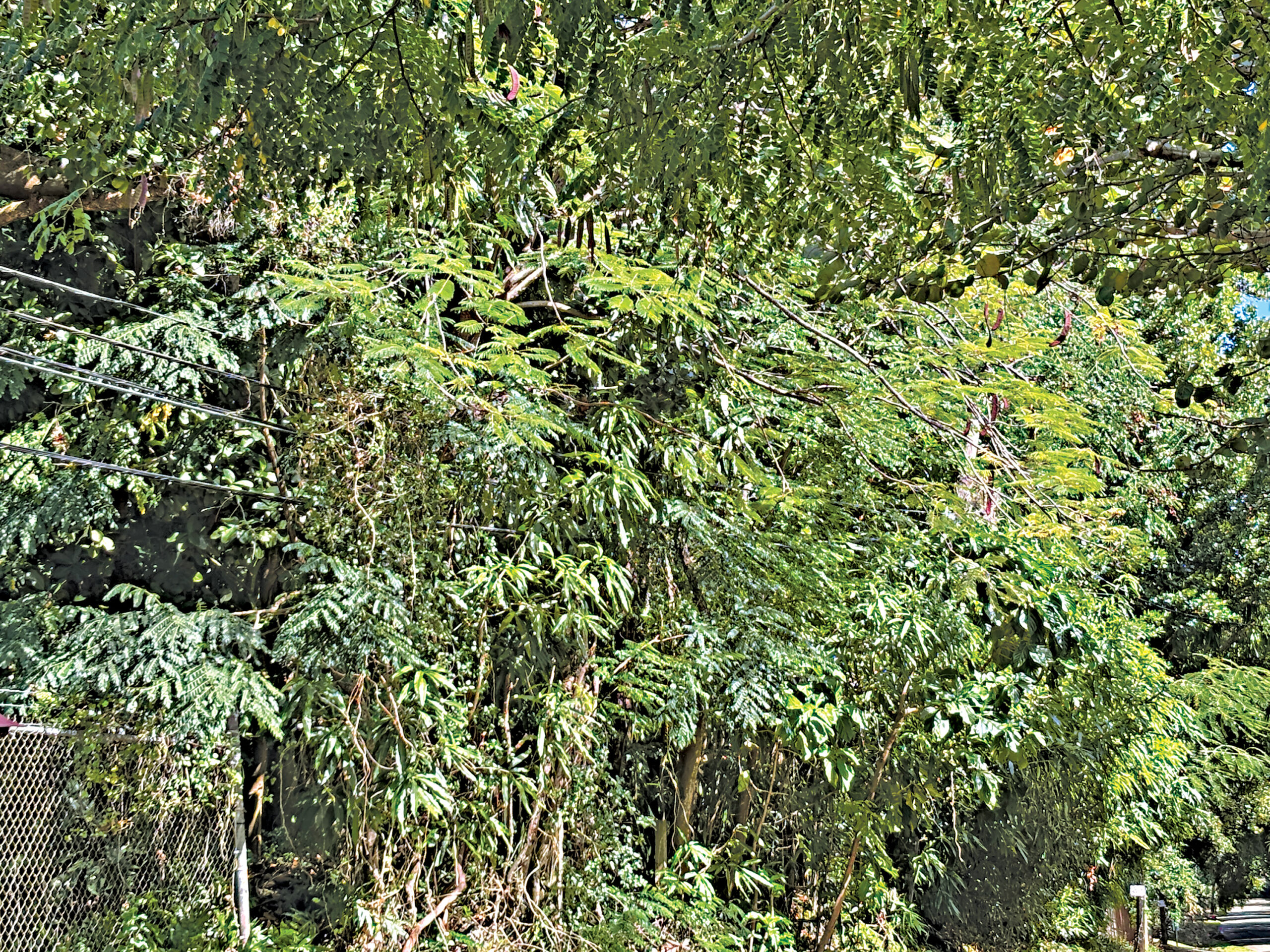 tendido eléctrico entre los árboles.