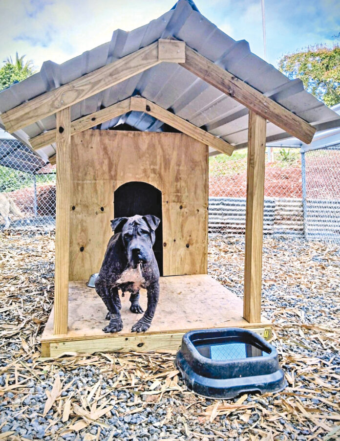 Los perros ya se están acoplando a su nuevo hogar. Imagen suministrada