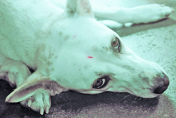 Crédito de imagen: Pexels