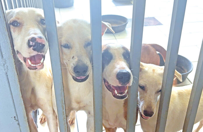 La adopción forma parte de los esfuerzos.